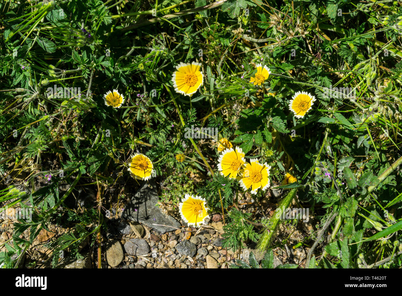 Fleurs conseils Tidy (Layia platyglossa) au cours de la Californie 2019 Superbloom Banque D'Images