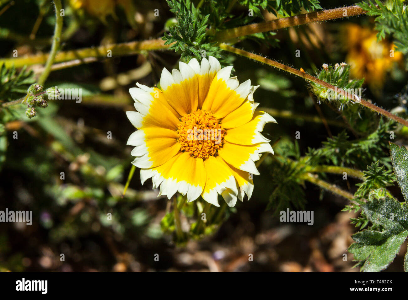 Fleurs conseils Tidy (Layia platyglossa) au cours de la Californie 2019 Superbloom Banque D'Images