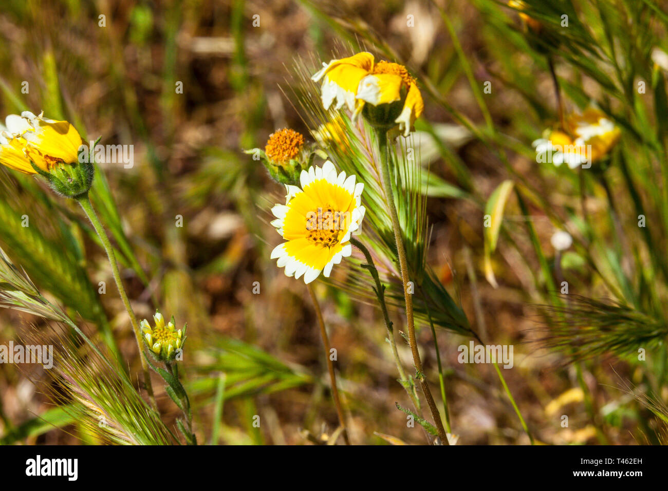 Fleurs conseils Tidy (Layia platyglossa) au cours de la Californie 2019 Superbloom Banque D'Images
