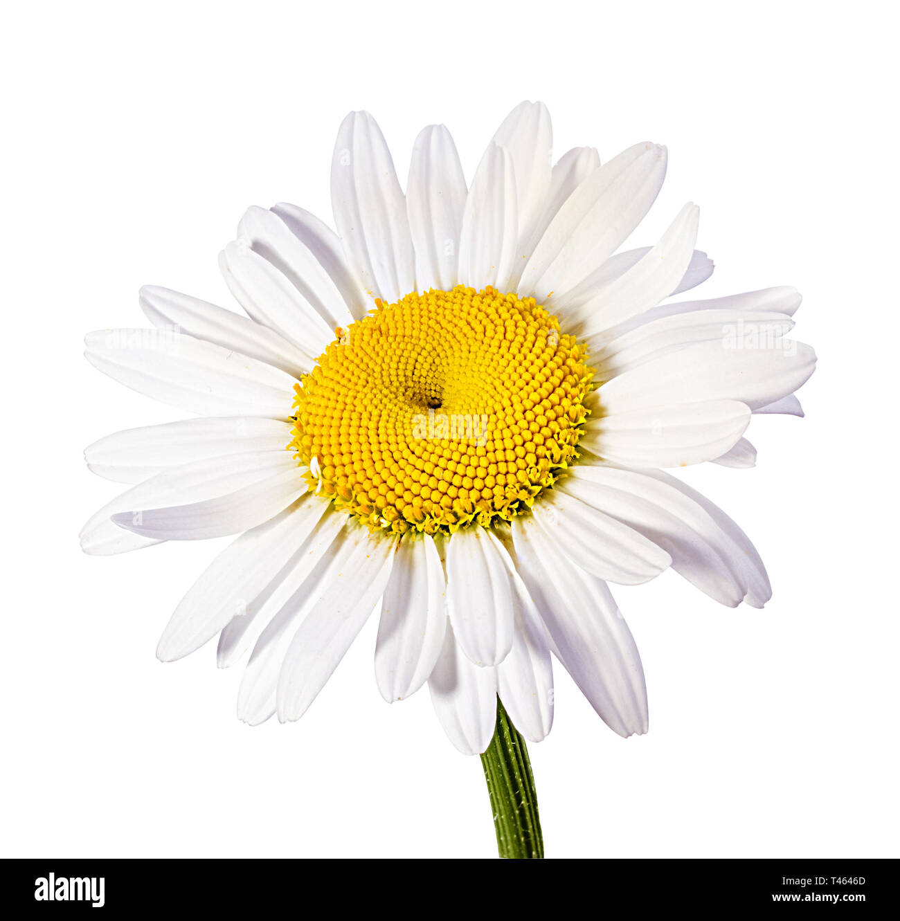 Camomille flower isolated with clipping path Banque D'Images