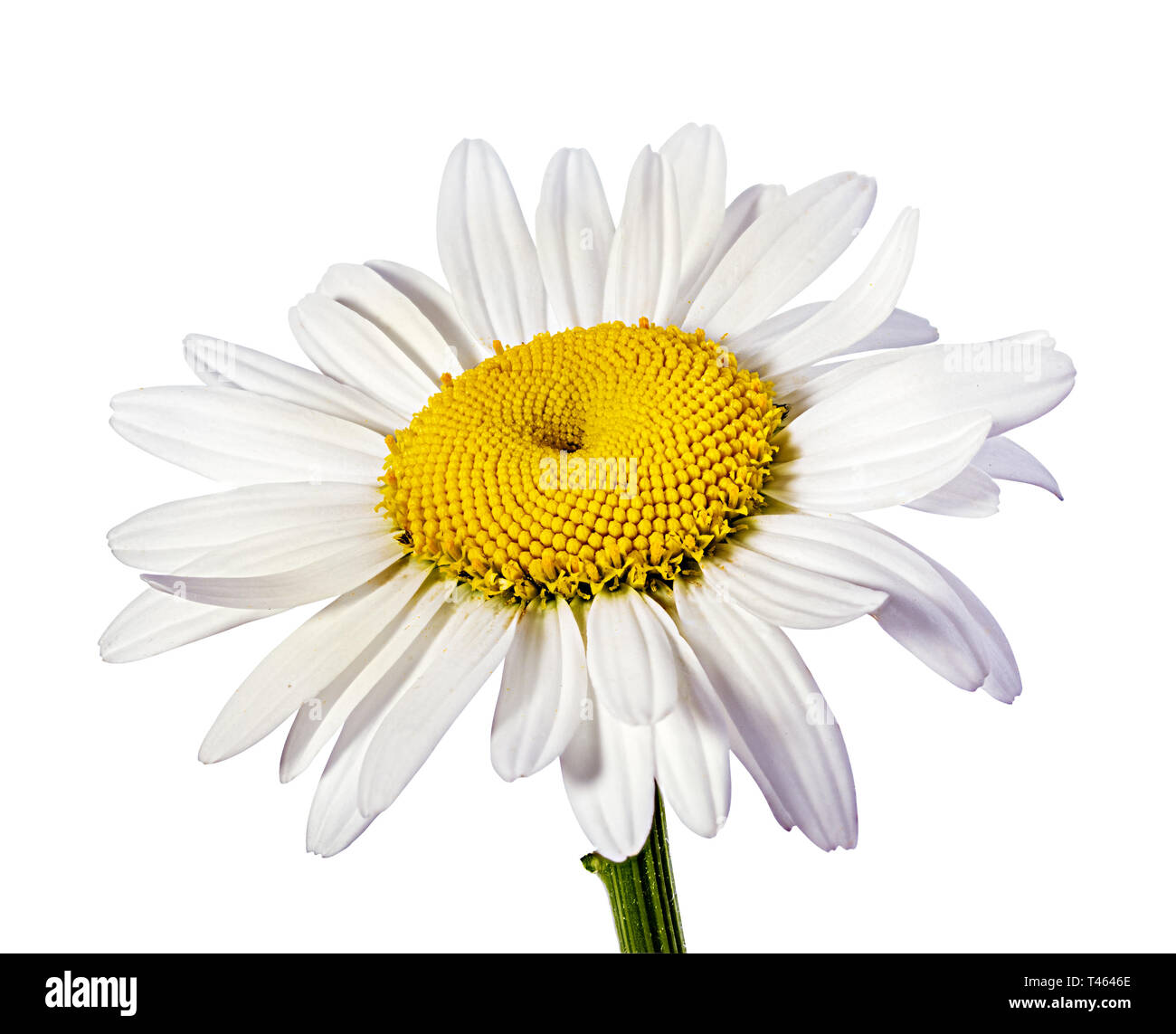 Camomille flower isolated with clipping path Banque D'Images