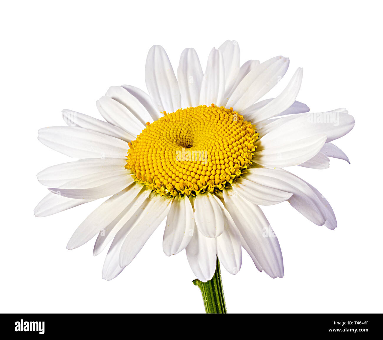 Camomille flower isolated with clipping path Banque D'Images