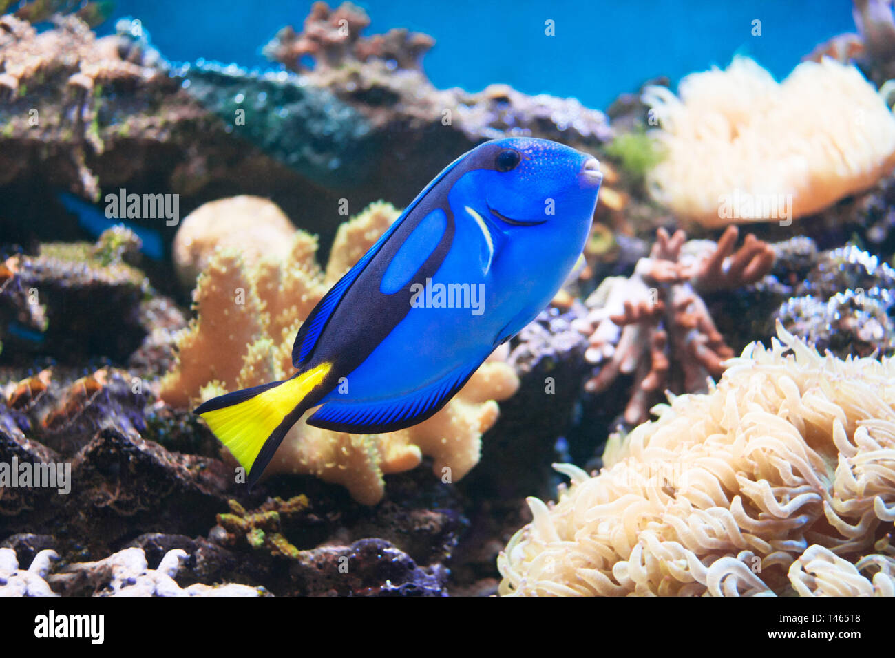 Un beau poisson tropique d'un récif corail Banque D'Images