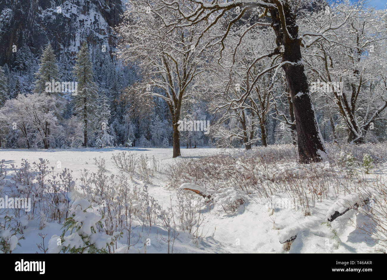 Le paysage de la vallée Yosemite couvrir de neige après une tempête hivernale, Yosemite National Park, California, United States. Banque D'Images