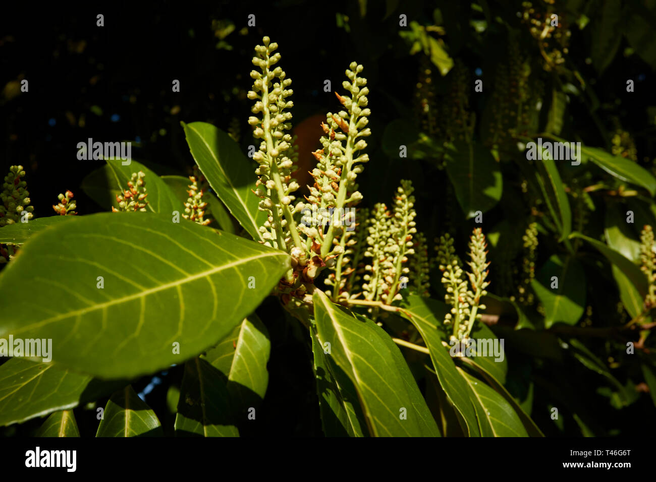 Prunus lauroceratus Plant avec des pics de fleurs sur une journée de printemps clair, gros plan nature portrait, Surrey, Angleterre, Royaume-Uni, Europe Banque D'Images