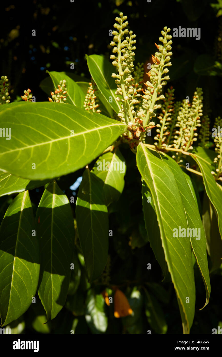 Prunus lauroceratus Plant avec des pics de fleurs sur une journée de printemps clair, gros plan nature portrait, Surrey, Angleterre, Royaume-Uni, Europe Banque D'Images