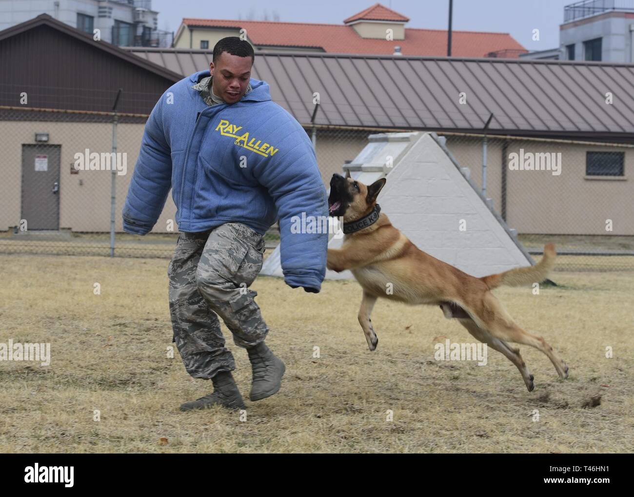 Le sergent de l'US Air Force. Dequan Roland-Hoover, un conducteur de chien de travail militaire affecté à la 51e Escadron des Forces de sécurité, prépare comme Diego, un chien de travail militaire avec le 51e SFS, assure une prise serrée sur son bras au cours de la formation à la morsure Osan Air Base, République de Corée, le 12 mars 2019. Ici à Osan et l'ensemble de la Force aérienne, K-9 l'équipe constitue une approche à multiples facettes en fonction de détection d'explosifs ou substance narcotique, et soupçonne l'appréhension. Banque D'Images