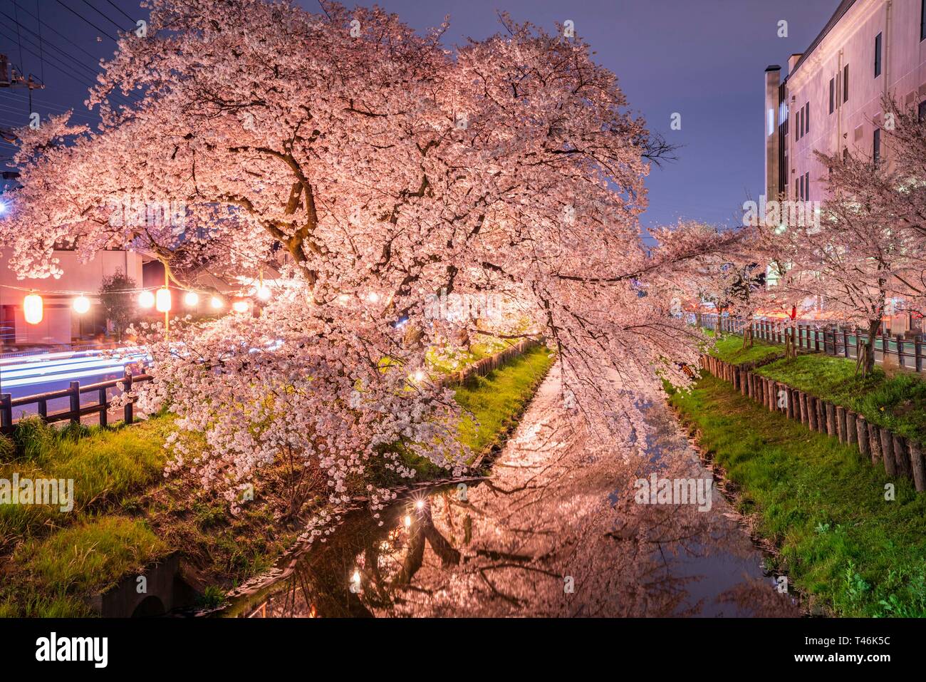 Les fleurs de cerisier à Shingashi, près de la ville de Kawagoe, sanctuaire Hikawa, Préfecture de Saitama, Japon Banque D'Images