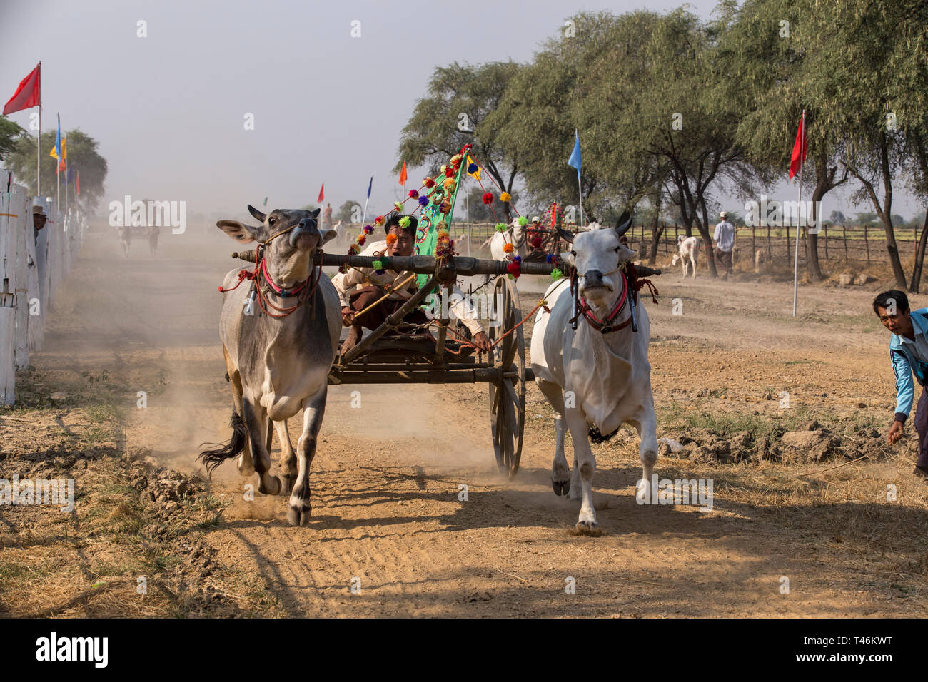 Oxcart course sur le Vesak pleine lune festival pour célébrer l'anniversaire de Bouddha à la pagode Shwe Yin Maw, près de Thazi, Myanmar (Birmanie). Banque D'Images