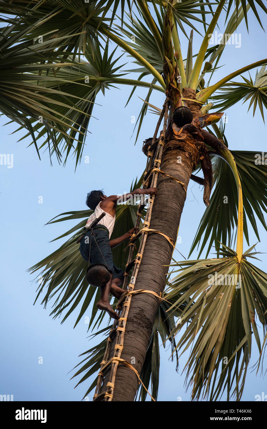 Man climbing palmier toddy à recueillir le vin de palme dans la région de Thazi, Myanmar. Banque D'Images