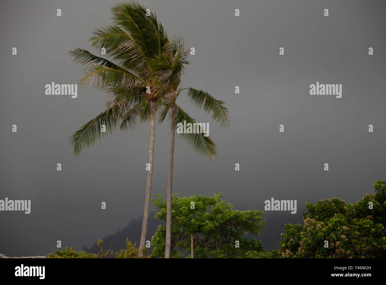 Palmiers dans la tempête tropicale Banque D'Images