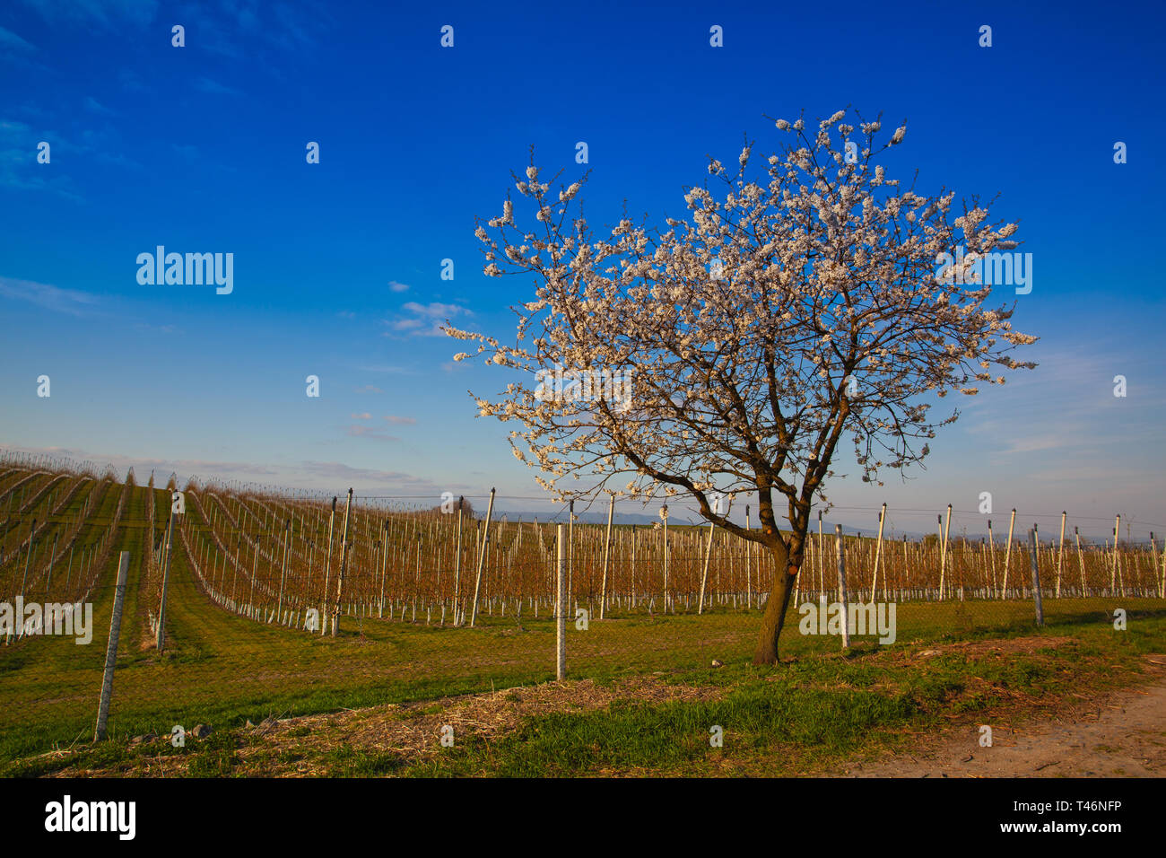 Des rangées de pommiers au printemps. Les arbres fruitiers sur ciel bleu. Apple orchard Park par aube lumière précoce avec les premiers rayons du soleil. Banque D'Images