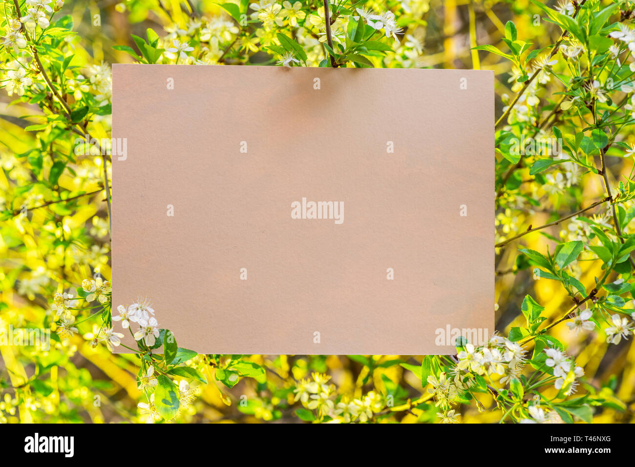 Vierge du papier entre les branches de cerisier en fleurs. Banque D'Images