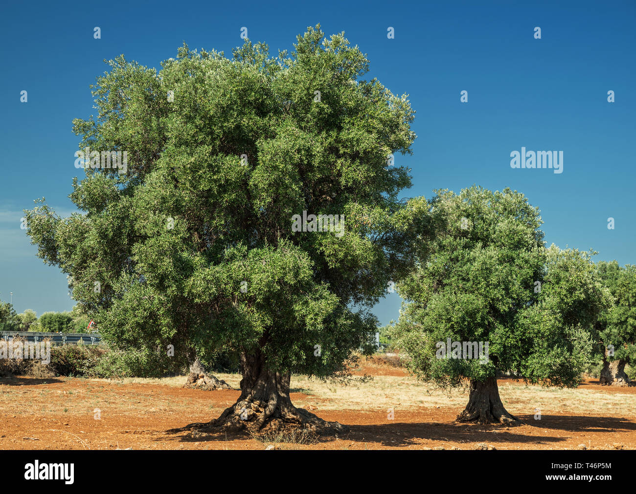 Plantation olive méditerranéenne avec un vieil olivier au premier plan. Banque D'Images