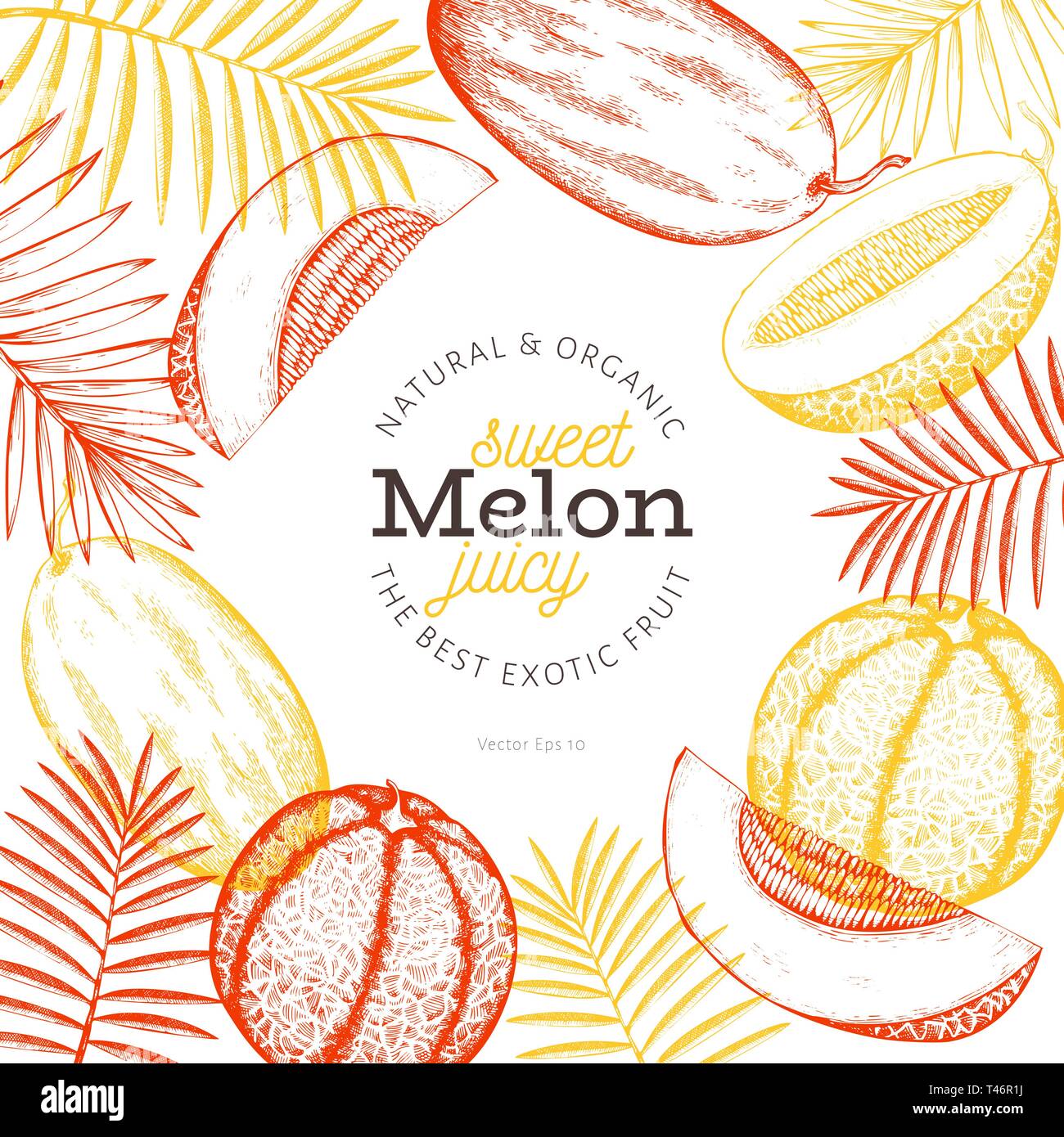 Melons et pastèques avec feuilles tropicales modèle. Hand drawn vector illustration de fruits exotiques. Bannière de fruits style gravé. Botanique rétro cadre. Illustration de Vecteur