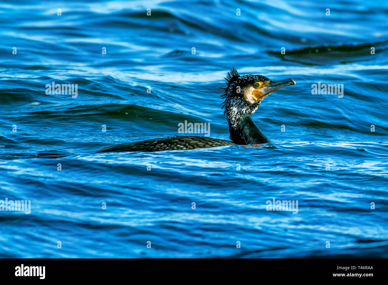 C'est en fait d'un Cormorant punk dans son plumage nuptial. Dans Photigraphed Mid-Glamourgan Kenfig, réserve naturelle, UK Banque D'Images