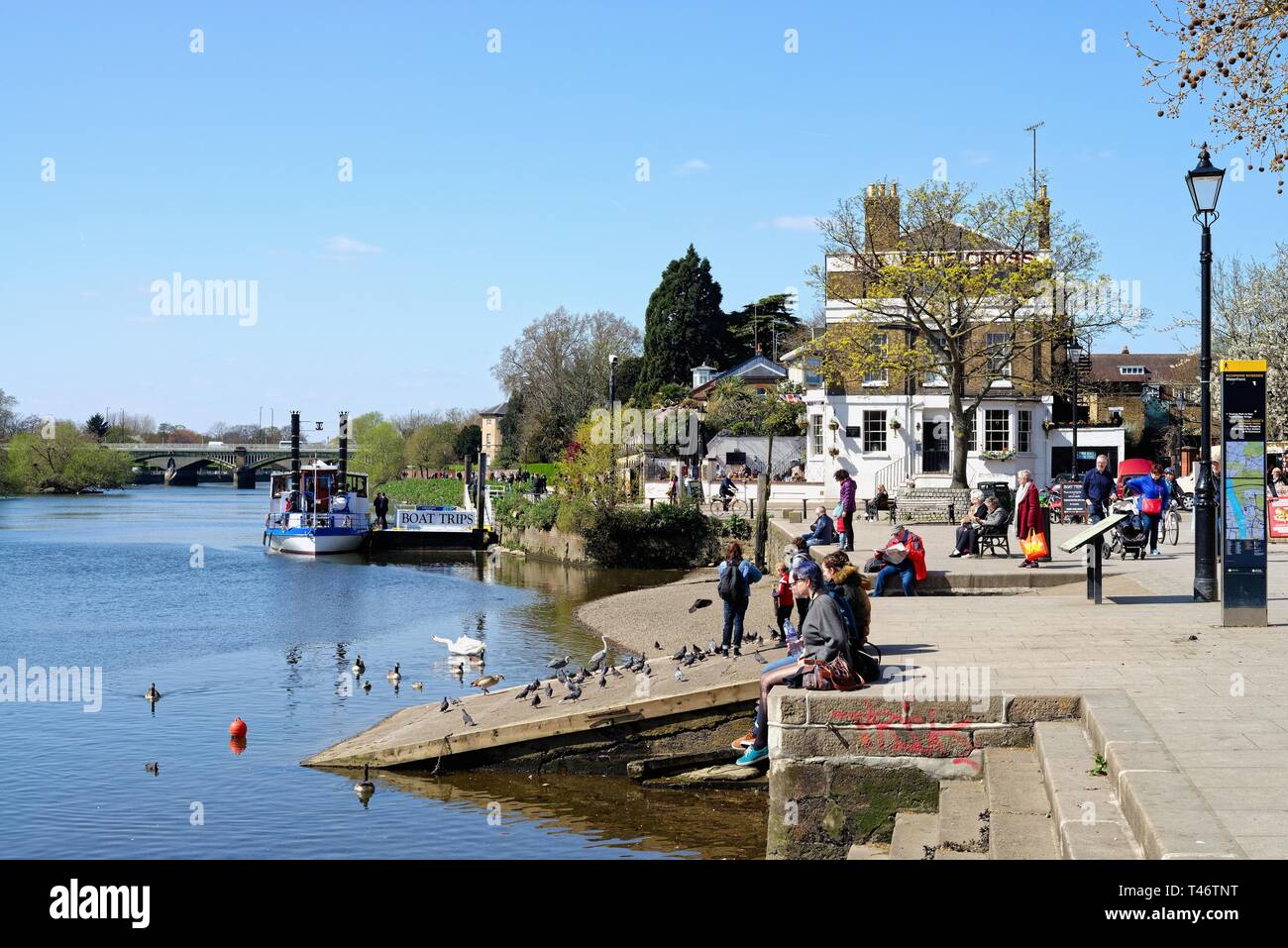 La Tamise à Richmond riverside sur sur une journée de printemps ensoleillée, Surrey England UK Banque D'Images