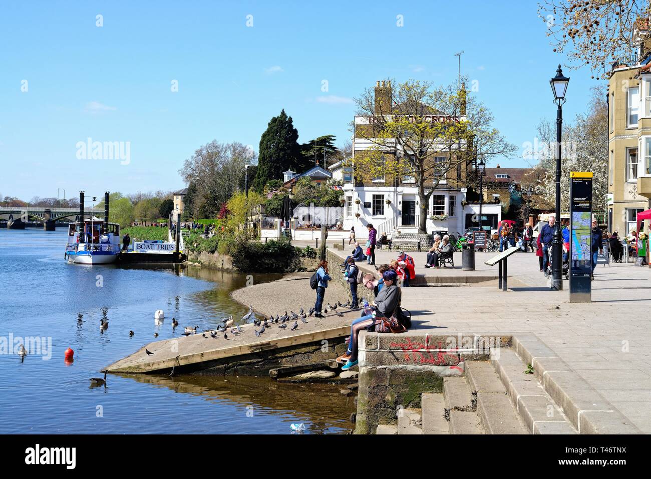 La Tamise à Richmond riverside sur sur une journée de printemps ensoleillée, Surrey England UK Banque D'Images