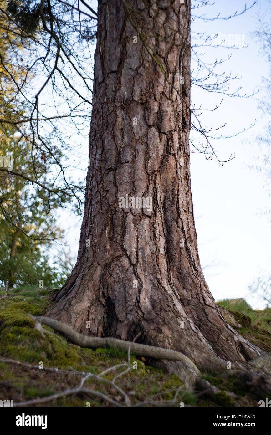Tronc d'un pin sylvestre (Pinus sylvestris) arbre, UK Banque D'Images