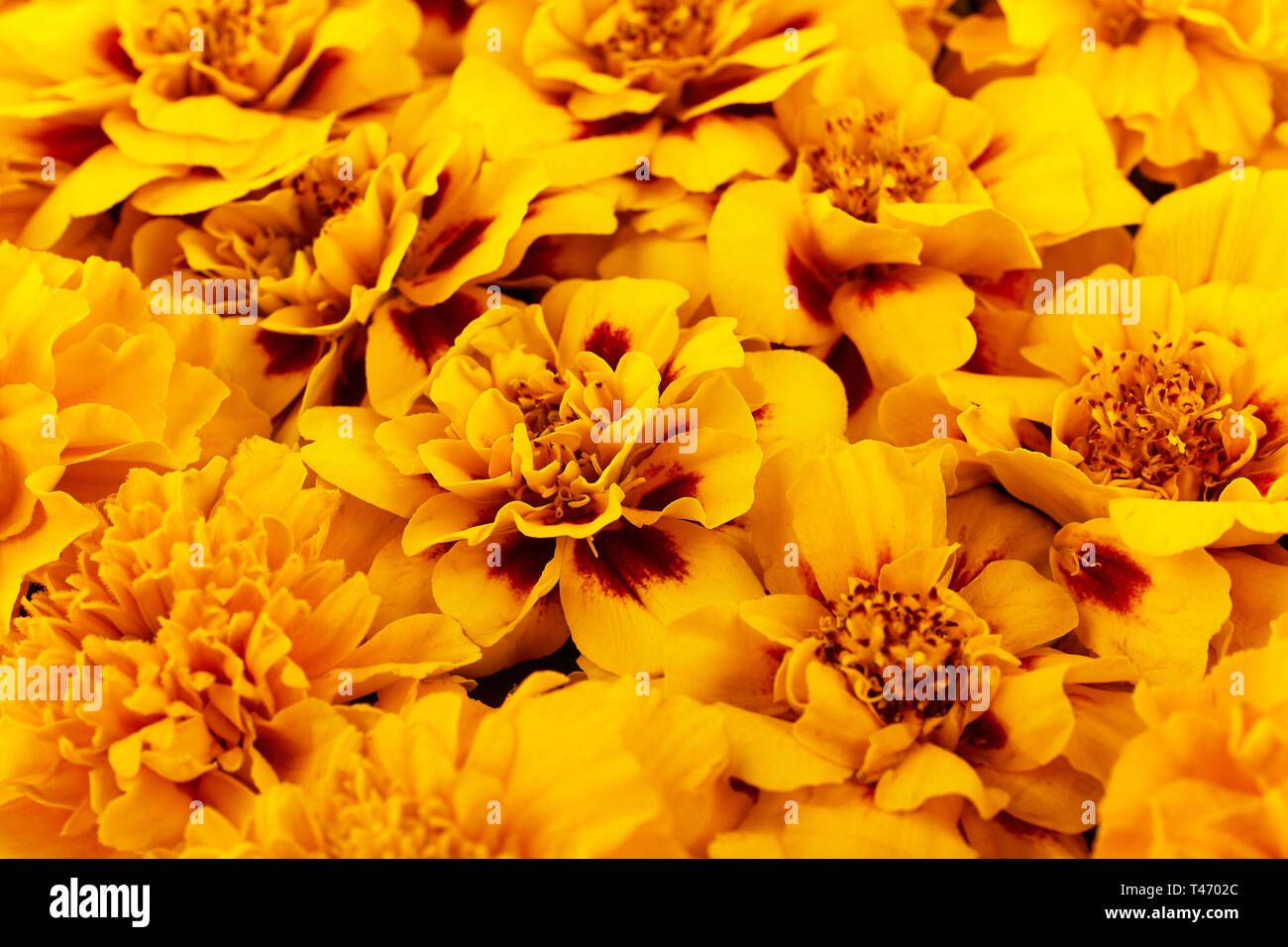 Composition faite de fleurs de couleur jaune. Floral background. Banque D'Images