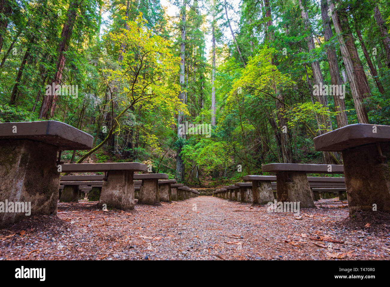 Amphithéâtre de la réserve naturelle d'Armstrong Redwoods Banque D'Images
