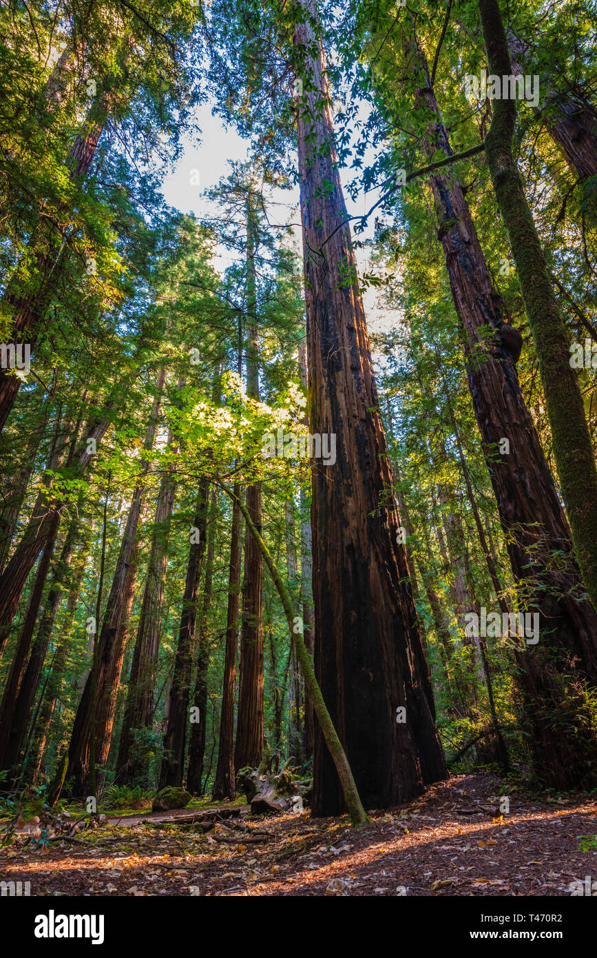 Parc national de California Redwoods Armstrong Woods Banque D'Images