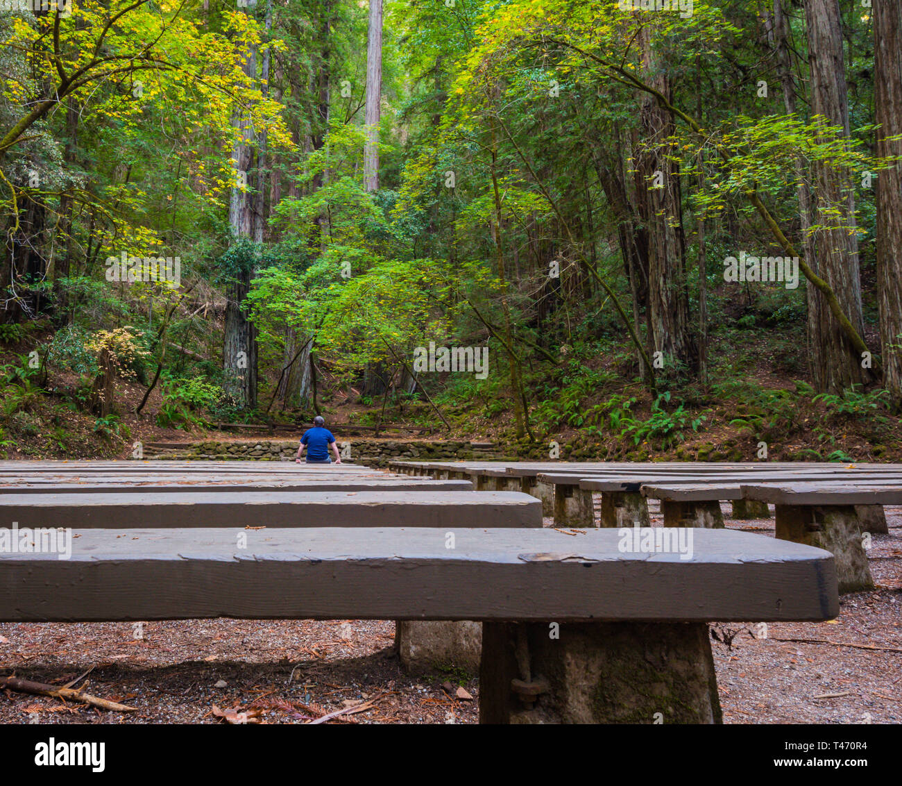 Amphithéâtre de la réserve naturelle d'Armstrong Redwoods Banque D'Images