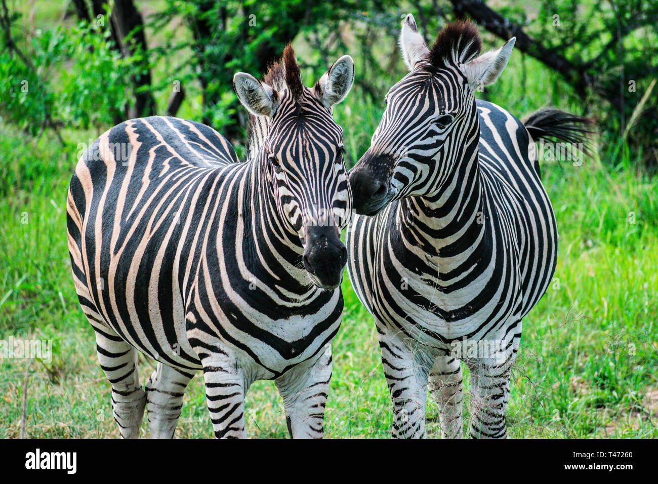 Kissing Zebras Banque D'Images