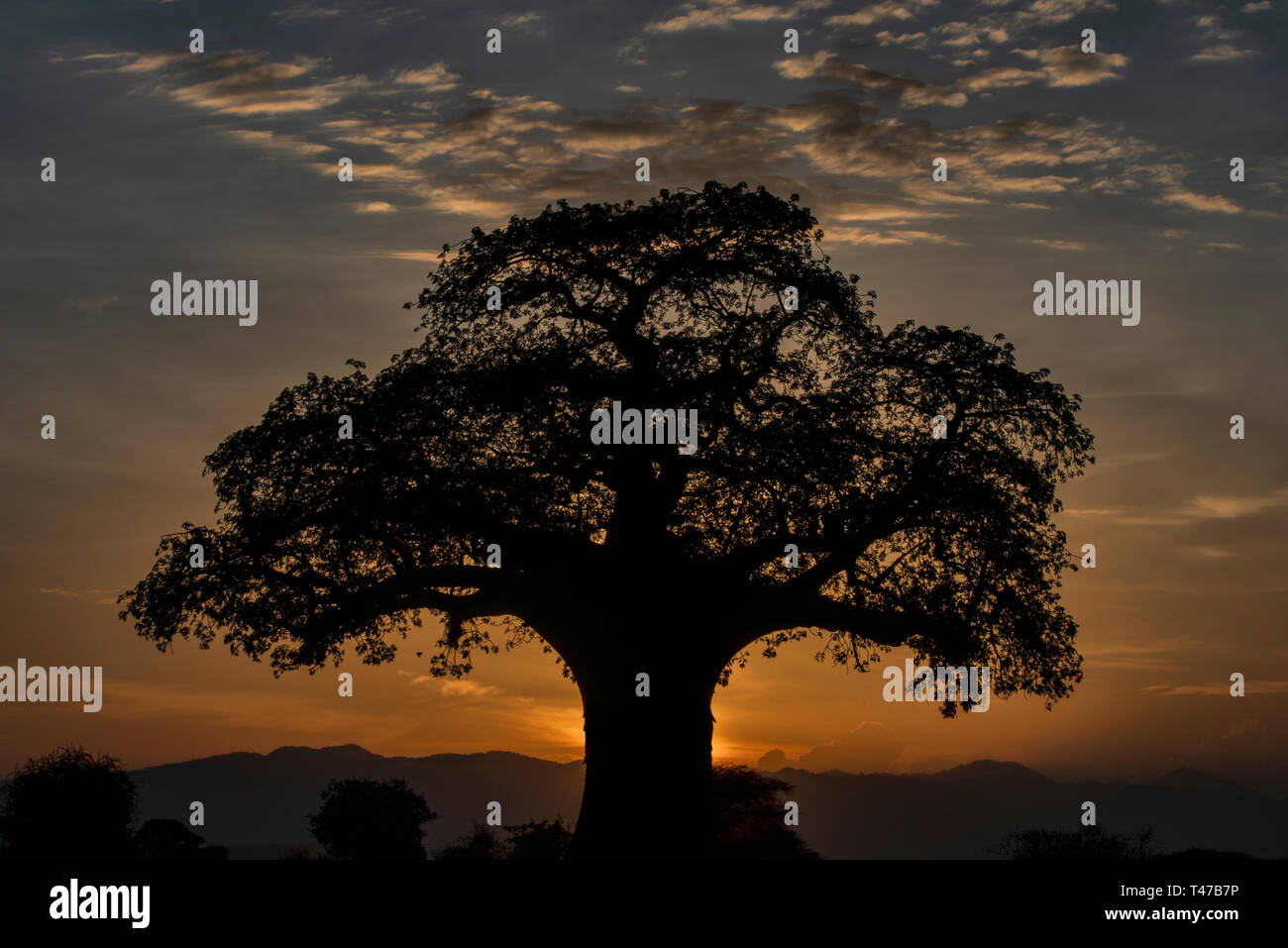Baobab au coucher du soleil Banque D'Images