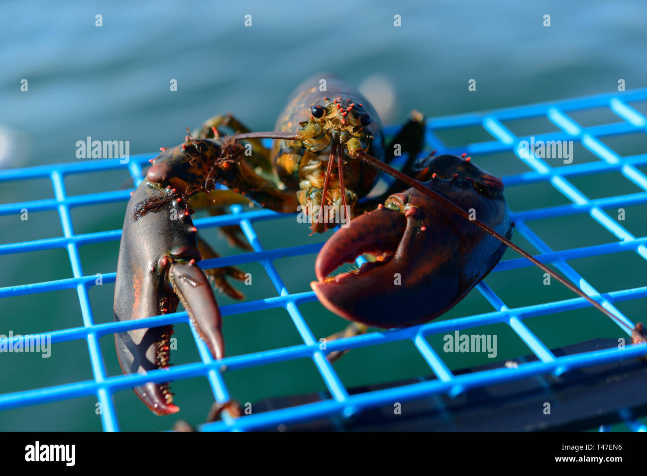 Assis sur un homard Lobster Pot. Banque D'Images