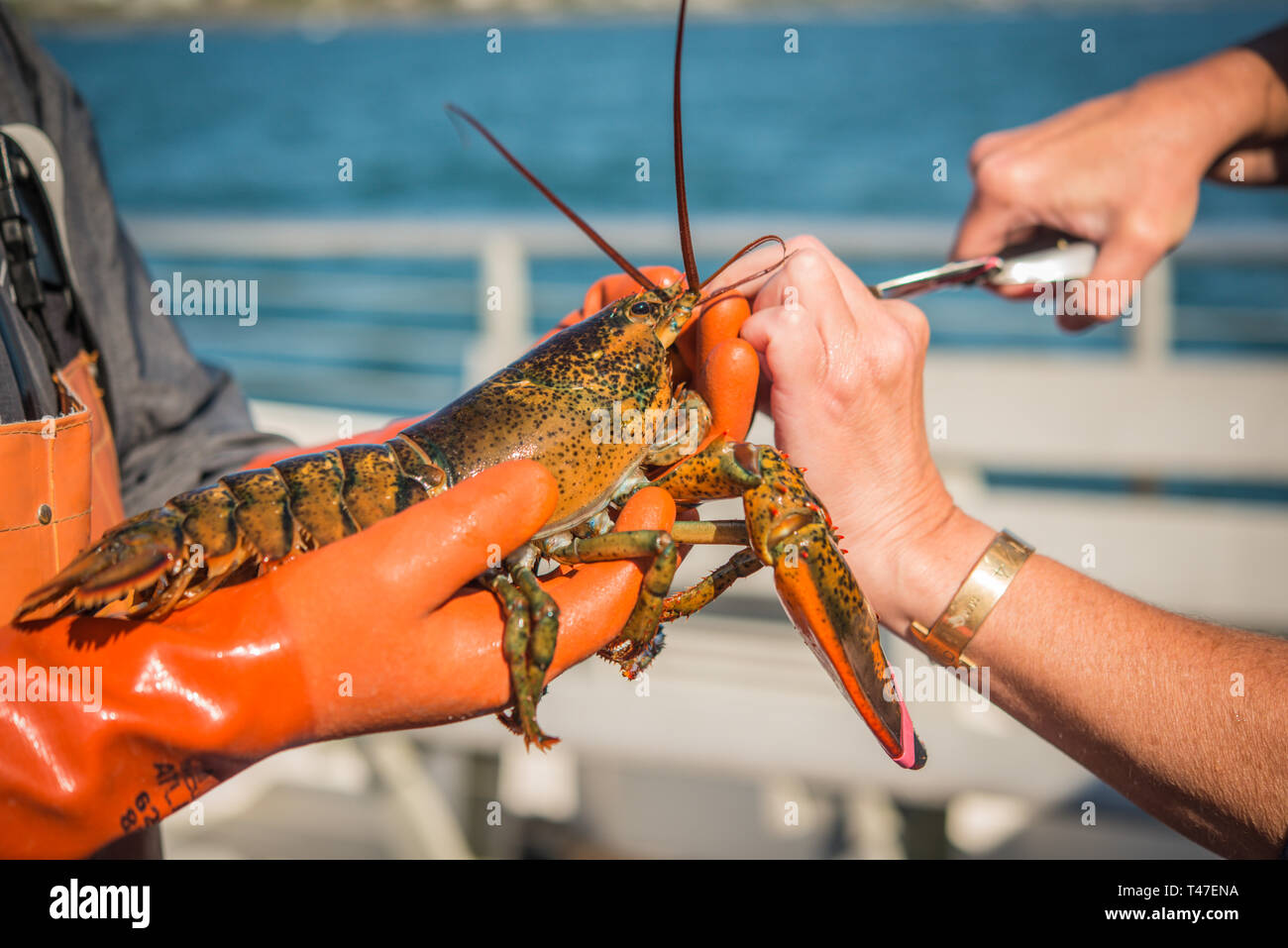 Bandes de champ d'un homard sur langoustier Banque D'Images