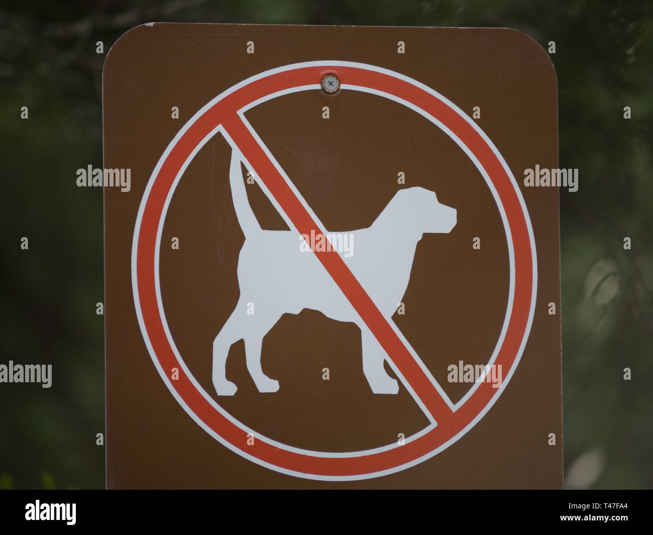 Les chiens ne sont pas admis : un panneau interdisant les chiens Banque D'Images