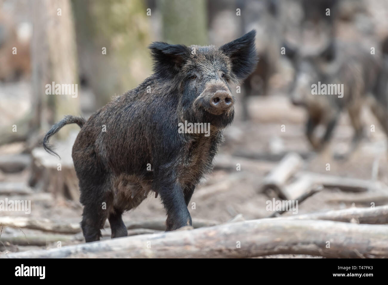 Le Sanglier mâle dans la forêt, (Sus scrofa) Banque D'Images