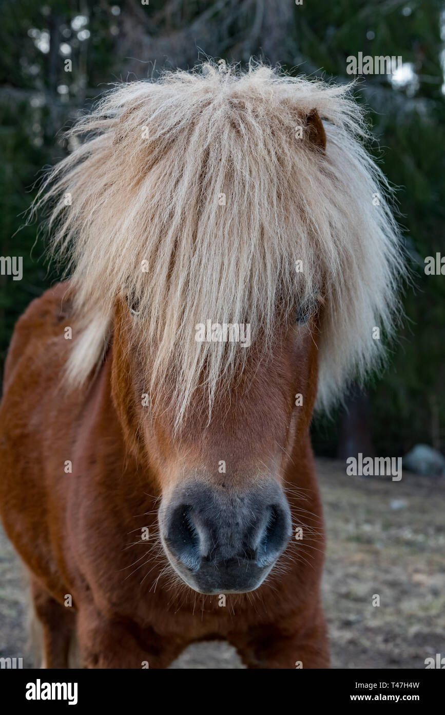 Mignon Petit Poney Shetland En Avril 19 La Suede La Lumiere Du Soir Photo Stock Alamy