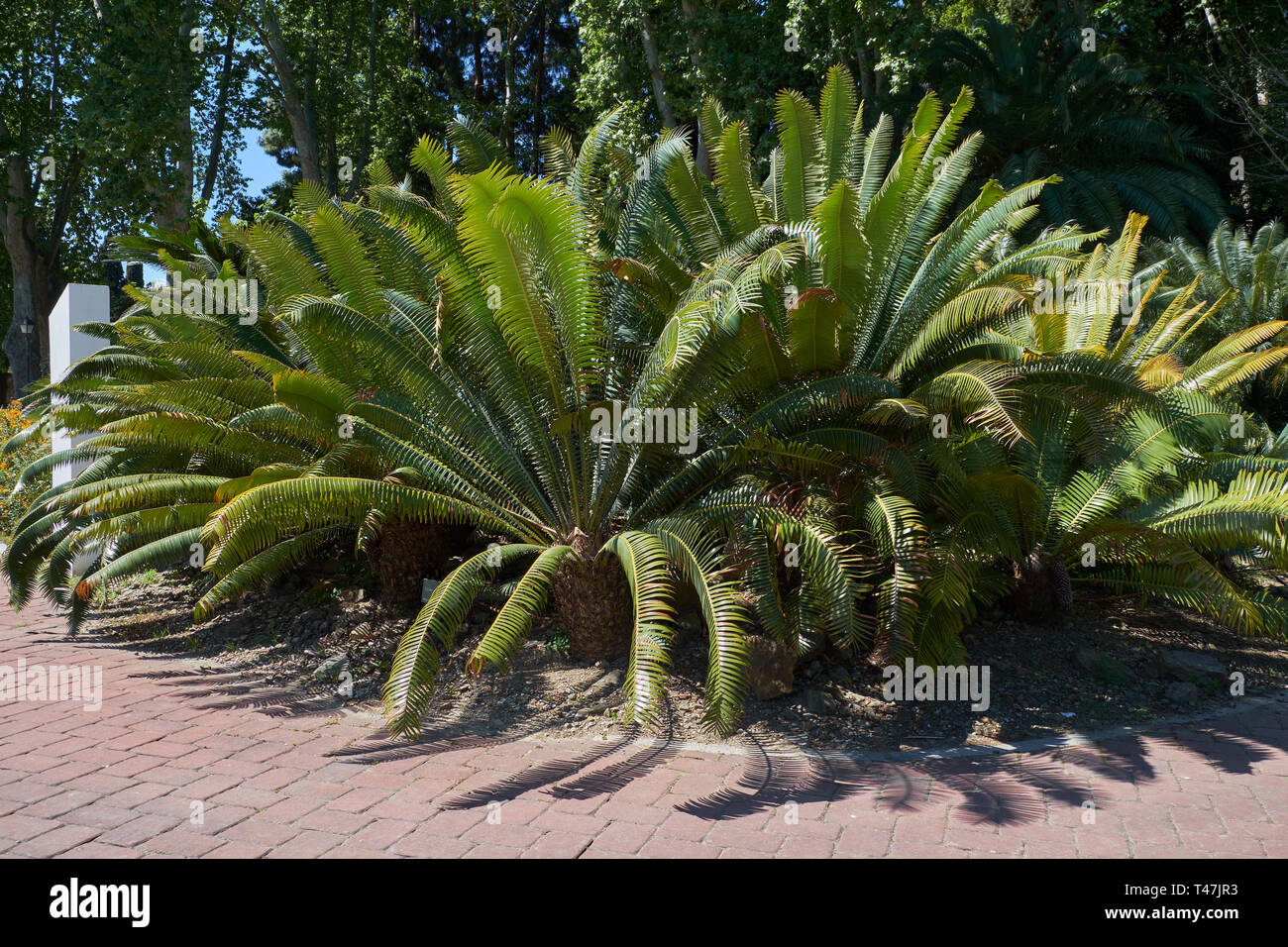 Dioon Spinulosum Dyer. La Concepción Botanical garden, Malaga, Espagne. Banque D'Images