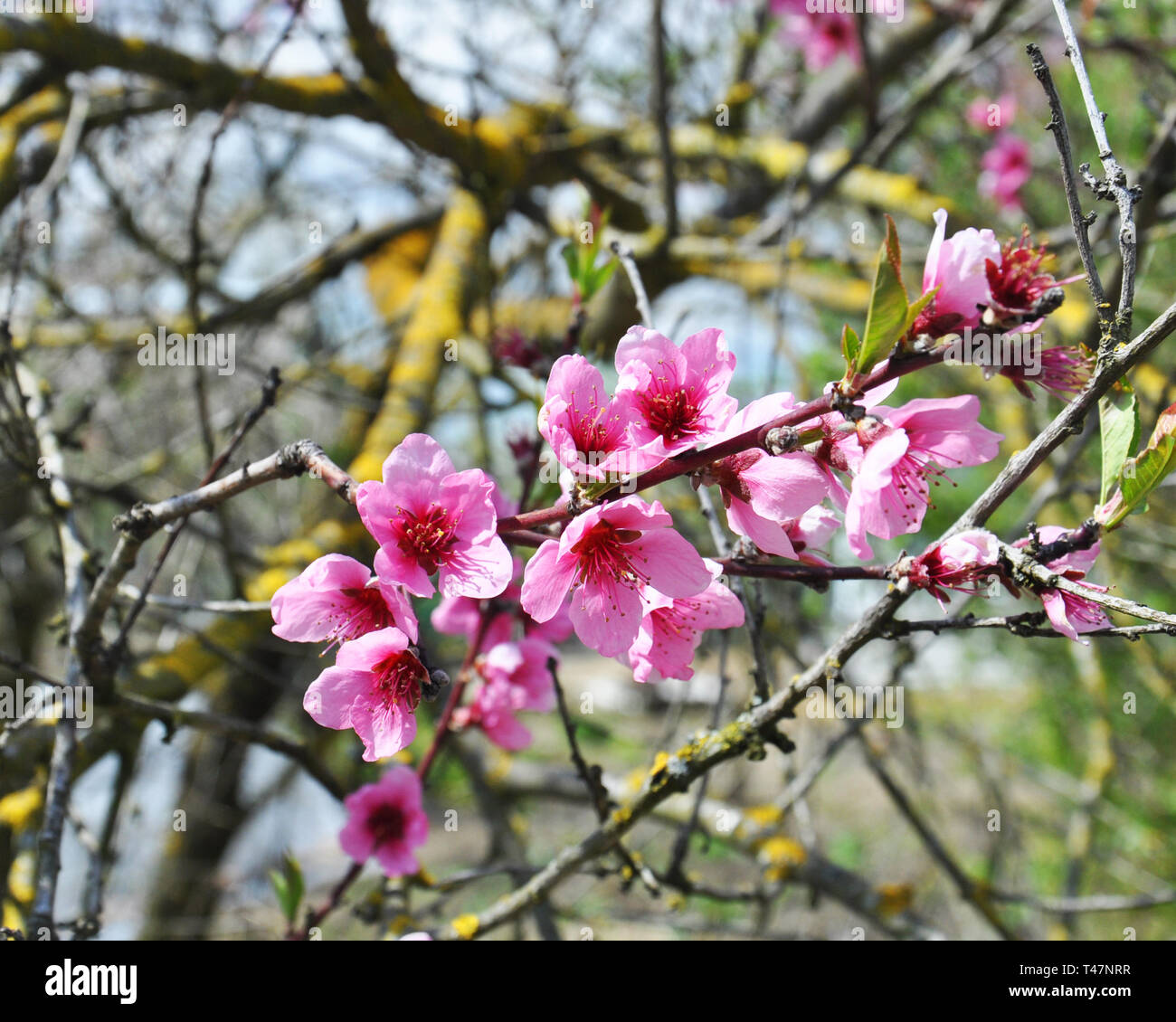 Arbre de printemps avec des fleurs roses. Rose Peach Blossoms Banque D'Images