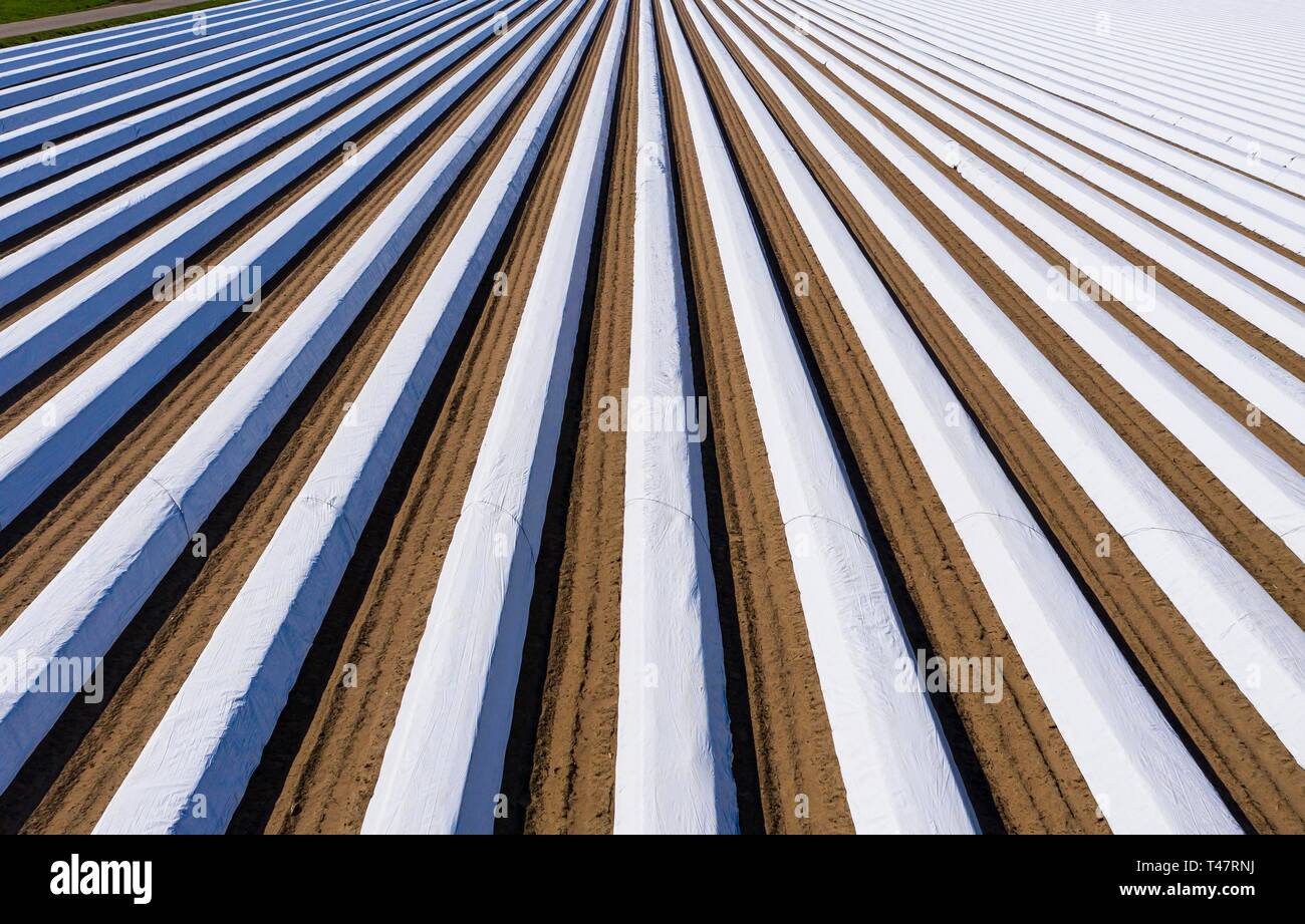 Champ d'asperges, asperges blanches avec bâche, Bergstrasse, Hesse, Allemagne Banque D'Images