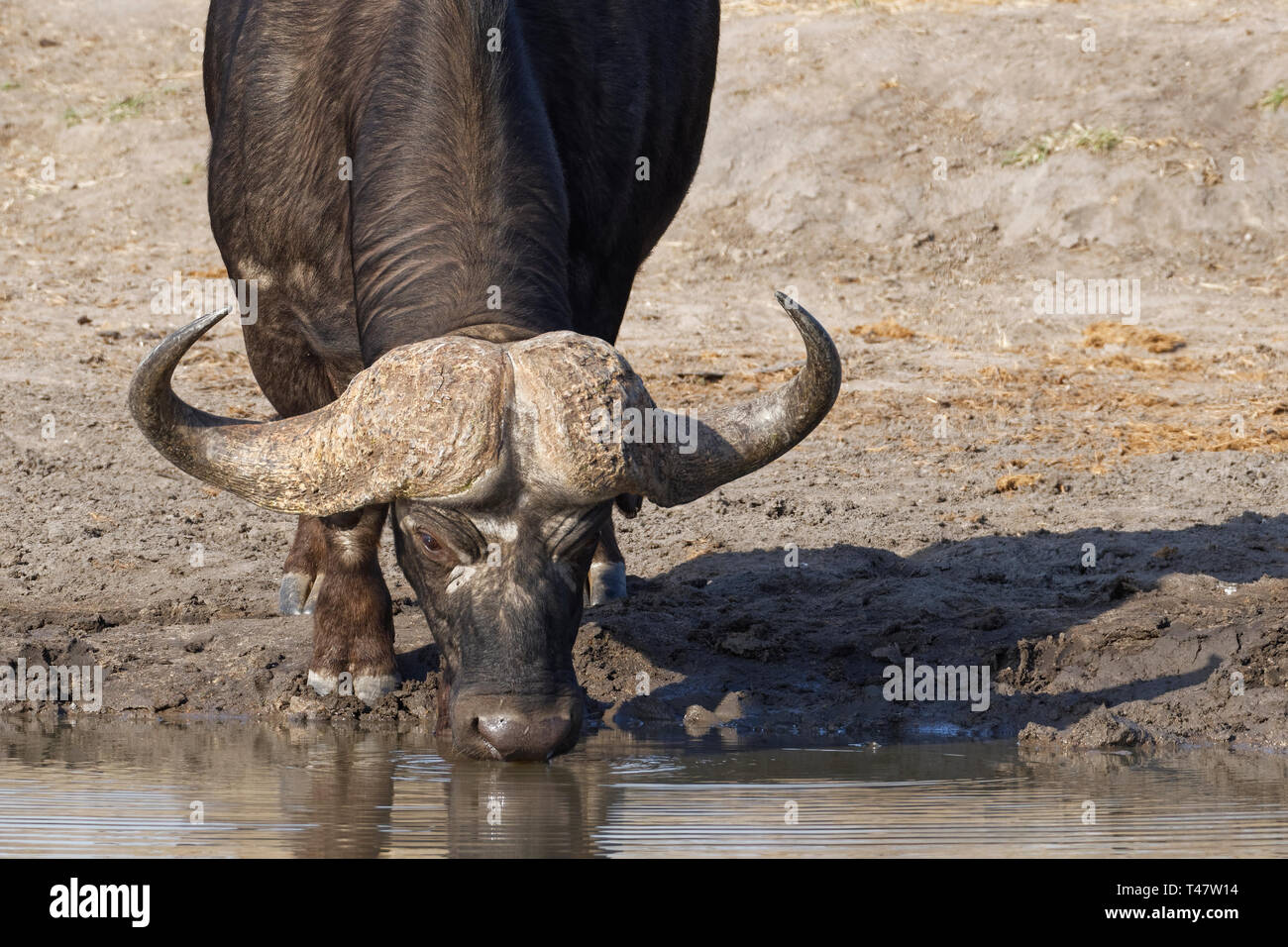 Buffle d'Afrique (Syncerus caffer), mâle adulte, l'alcool à un étang, Kruger National Park, Afrique du Sud, l'Afrique Banque D'Images