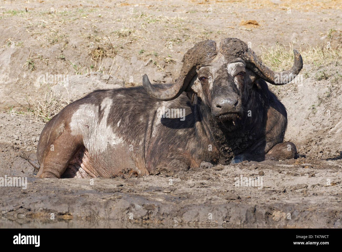 Buffle d'Afrique (Syncerus caffer), mâle adulte, couché dans un trou de boue sèche à un étang, Kruger National Park, Afrique du Sud, l'Afrique Banque D'Images