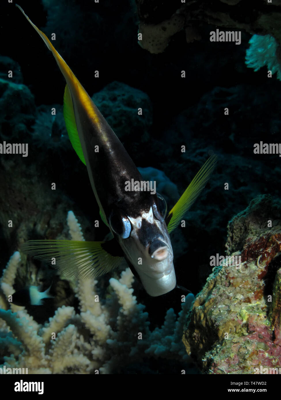 Red Sea Bannerfish (Heniochus intermedius) Banque D'Images