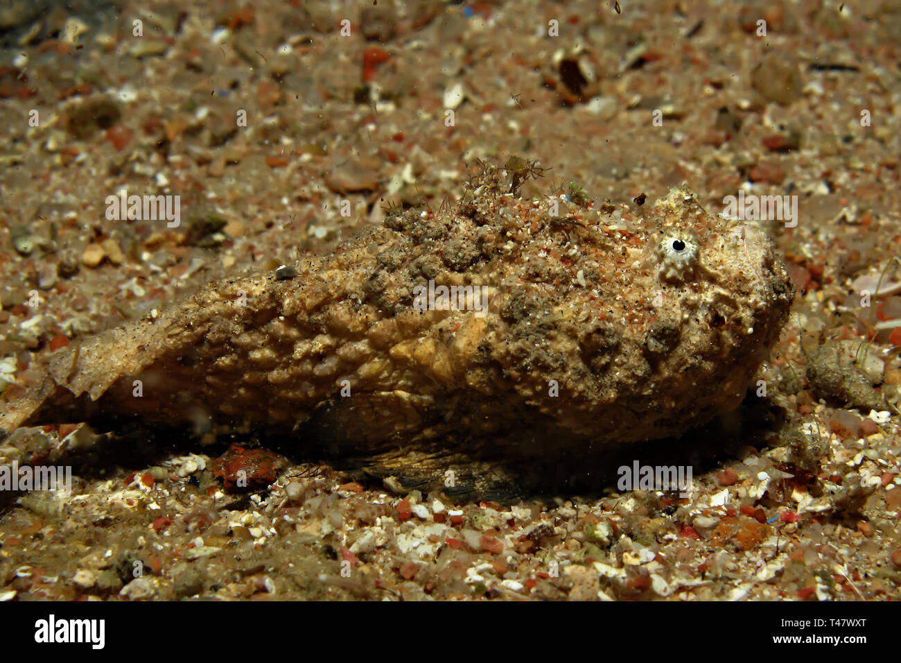 La poisson-pierre (Synanceia verrucosa). La prise en Mer Rouge, Egypte. Banque D'Images