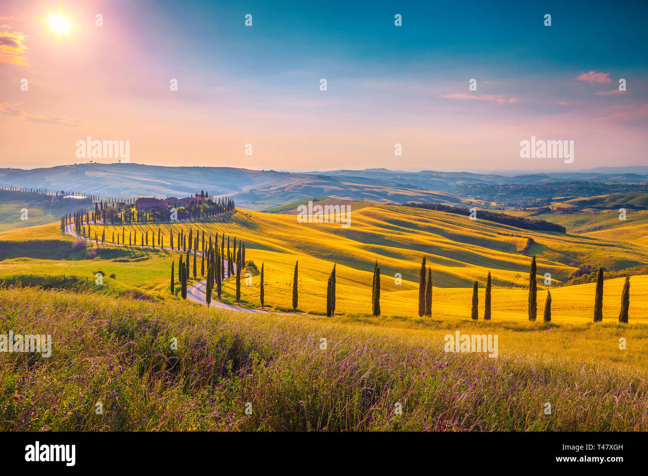 Beau paysage d'été en Toscane. Les champs de céréales et splendide route sinueuse avec cyprès au coucher du soleil près de Sienne, en Toscane, Italie, Europe Banque D'Images