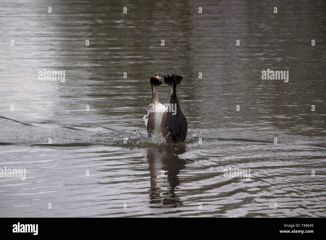 Paire d'oiseaux grèbe huppé, sur l'eau à Poolsbrook Country Park en avril 2019 Banque D'Images