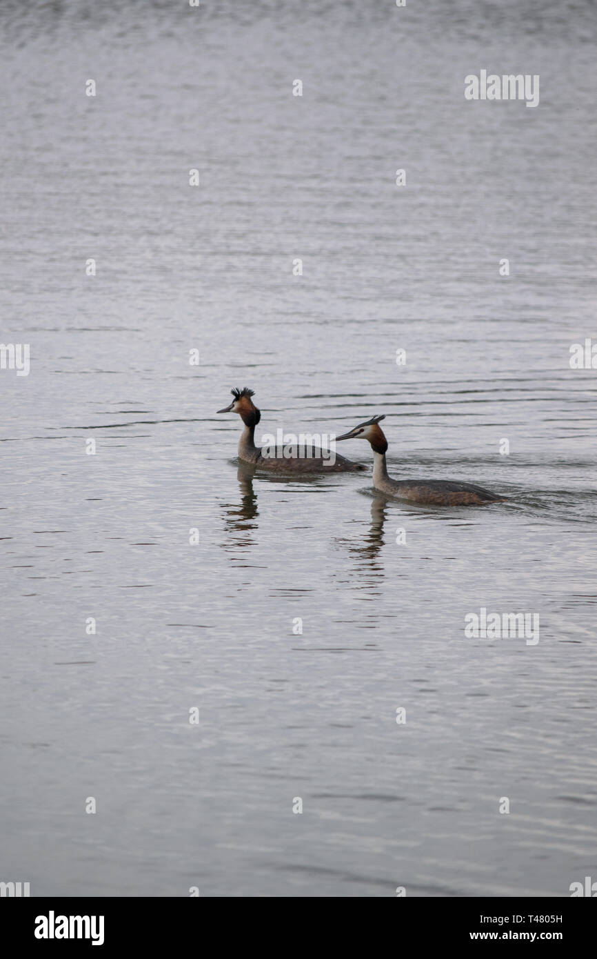 Paire d'oiseaux grèbe huppé, sur l'eau à Poolsbrook Country Park en avril 2019 Banque D'Images