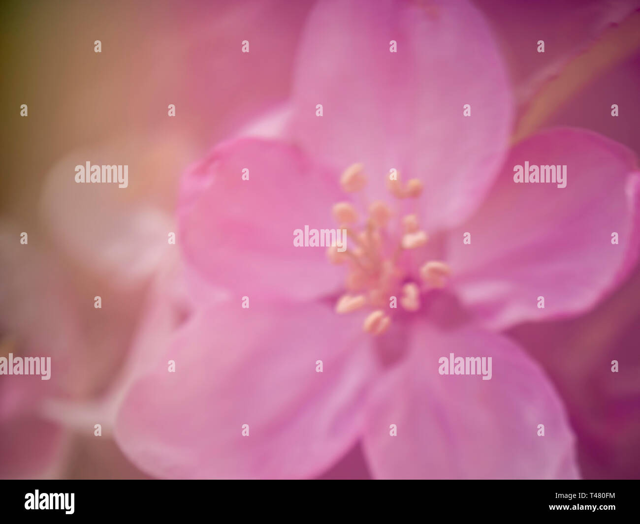 Apple Blossom rose rêveuse, romantique. effet flou flou artistique Arrière-plan de source naturelle. Macro. Banque D'Images