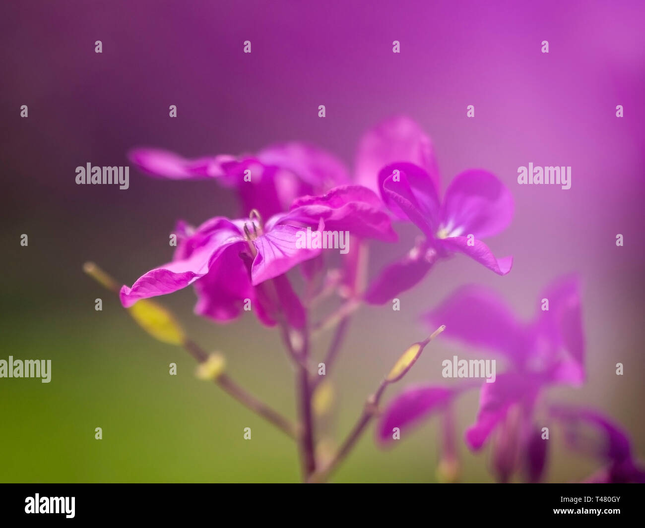 Fleurs pourpres de rêve l'honnêteté, Lunaria annua, flou flou artistique effet romantique. La nature au printemps résumé fond. Banque D'Images