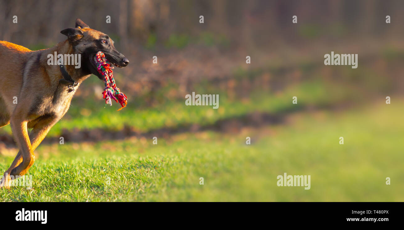 Un chien Malinois belge s'exécute rapidement avec corde jouet dans la  bouche à l'extérieur parc à chiens avec copie espace Photo Stock - Alamy