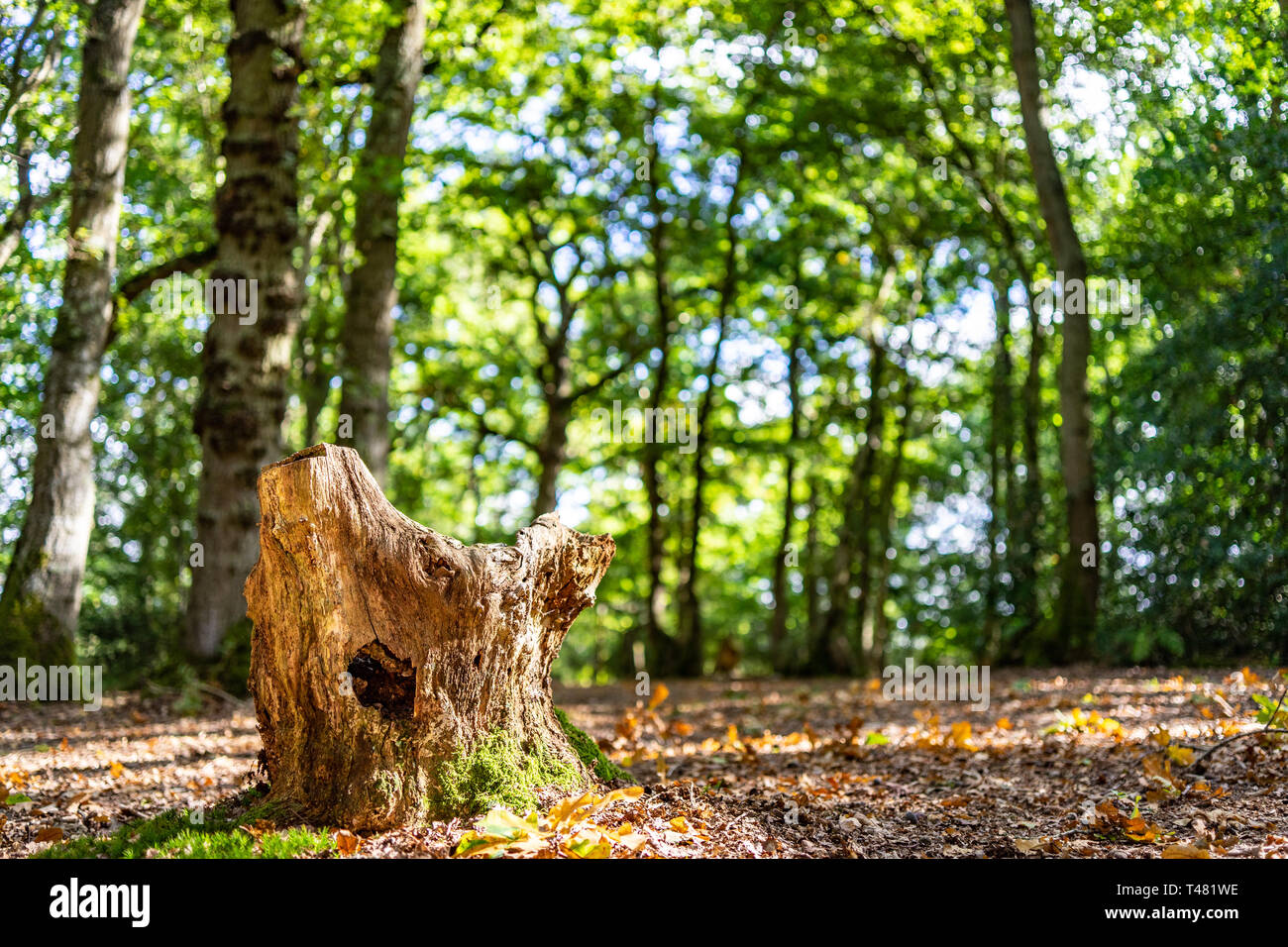 Souche d'arbre dans la clairière des bois Banque D'Images