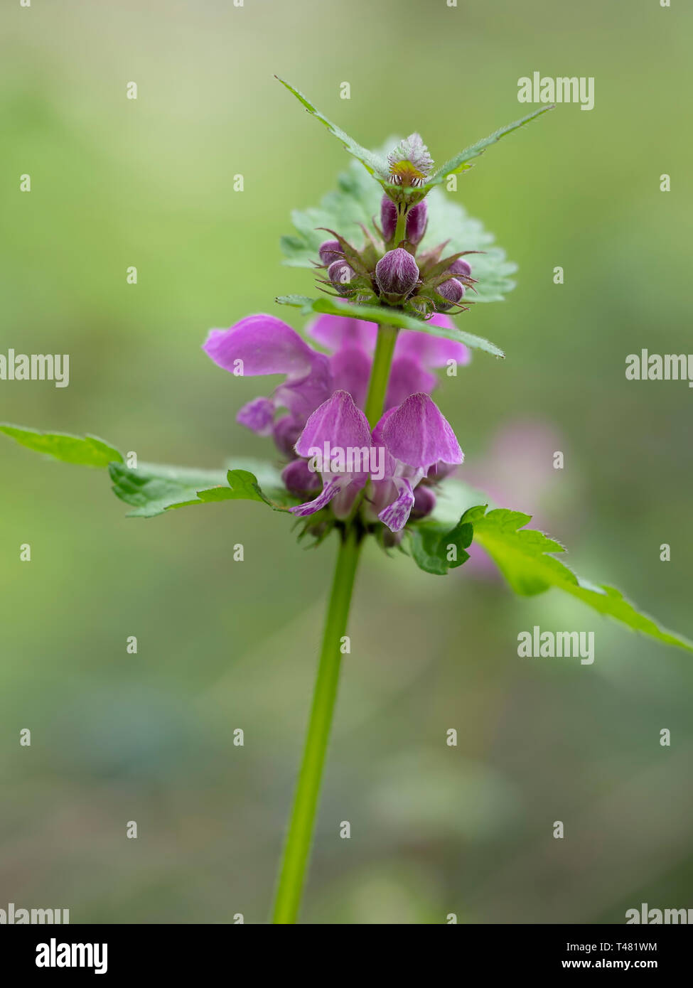 Lamier rose dans un environnement naturel. Lamium ovata. Banque D'Images
