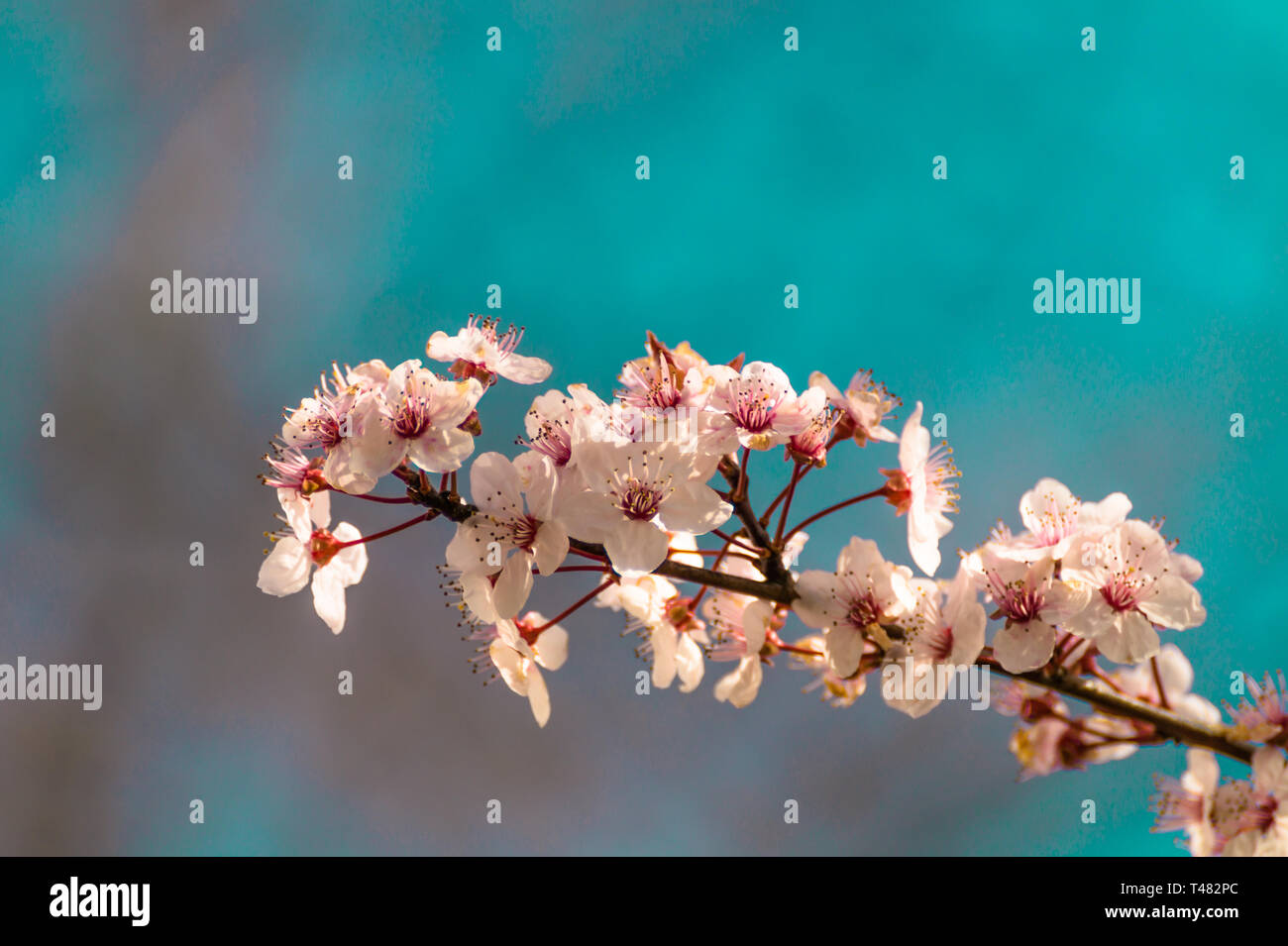 Un bel arbre en fleurs avec des fleurs blanches. Nice Fleurs printemps arrière-plan. Banque D'Images
